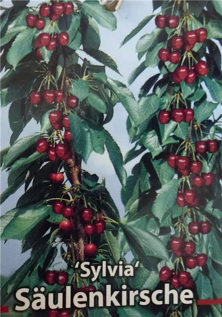 avium Säulenkirsche Prunus \