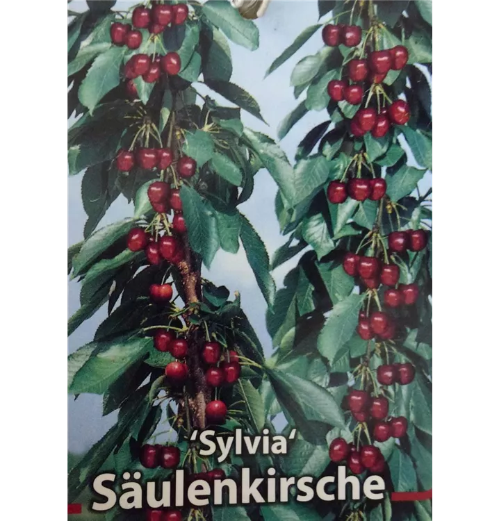 Prunus Säulenkirsche avium \