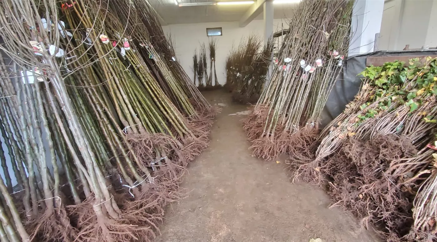 Obstbäume wurzelnackt2.jpg Obstbäume wurzelnackt2.jpg