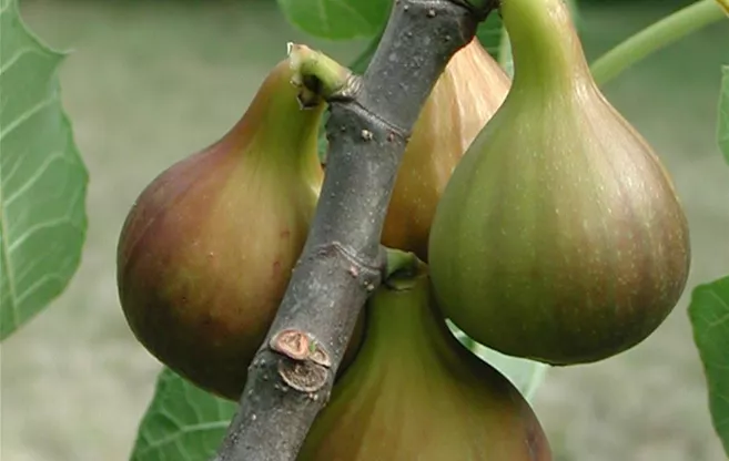 Ficus "Bayernfeige Violetta"