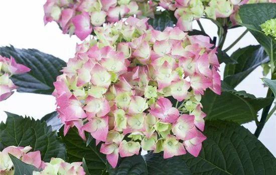 Hydrangea macrophylla "Leuchtfeuer" Hydrangea macrophylla "Leuchtfeuer"