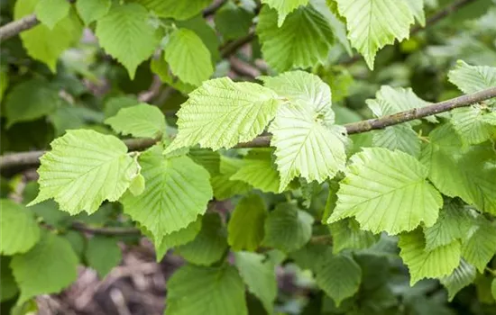 Corylus avellana Corylus avellana