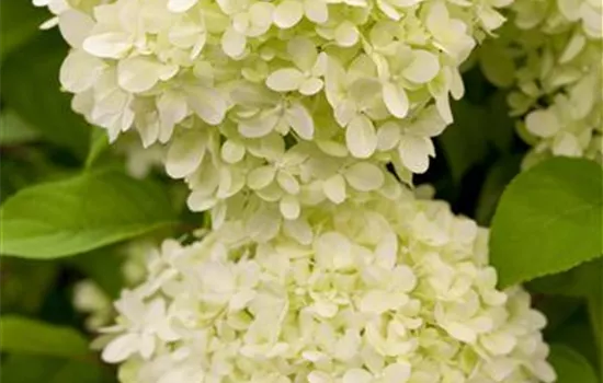 Hydrangea paniculata "Limelight" (R) Hydrangea paniculata "Limelight" (R)