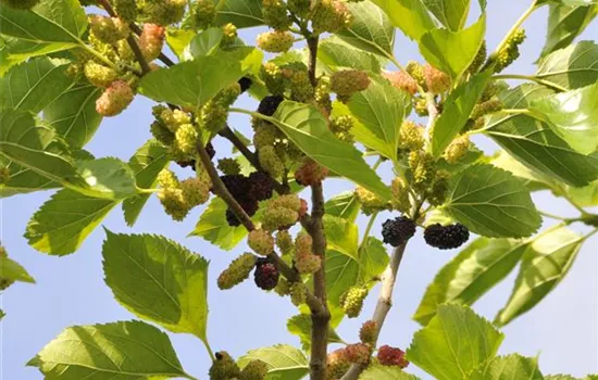 Morus rotundiloba "Mojo Berry" (R) Morus rotundiloba "Mojo Berry" (R)