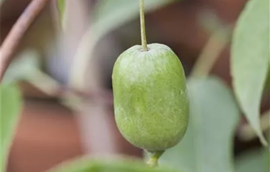 Actinidia arguta "Issai" Actinidia arguta "Issai"