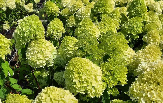 Hydrange paniculata Rastede Hydrange paniculata Rastede