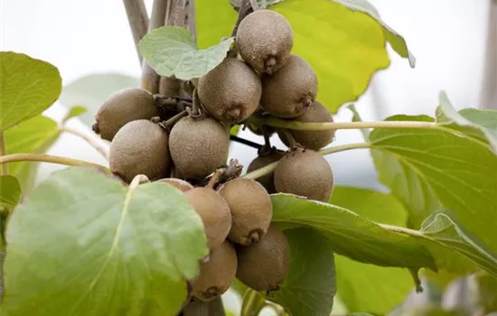 Actinidia deliciosa "Jenny" (R) Actinidia deliciosa "Jenny" (R)